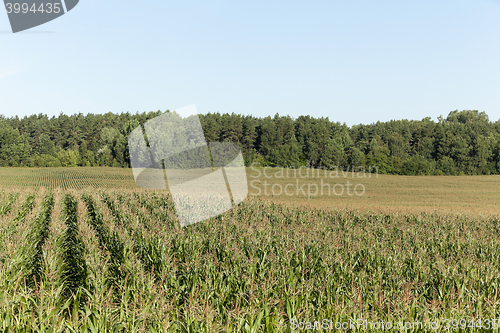 Image of Corn field, summer