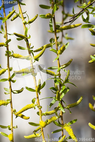 Image of trees in the spring