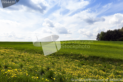 Image of field with cereals