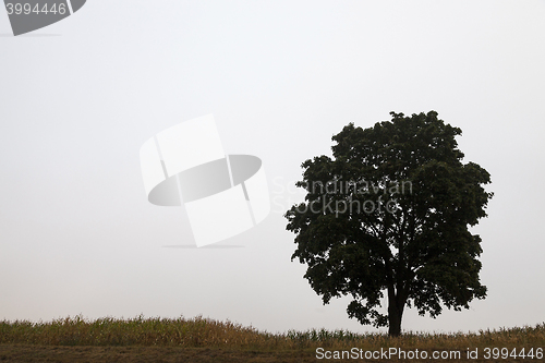 Image of tree in the field