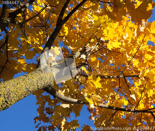 Image of leaves on trees, autumn