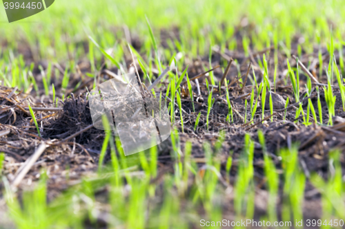 Image of young grass plants, close-up defocus