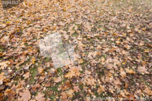 Image of Autumn Park, overcast