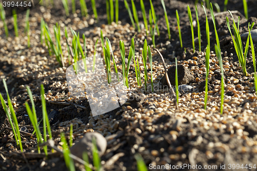 Image of young sprouts of wheat
