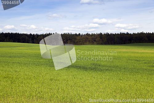 Image of field in spring