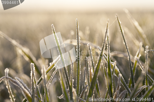 Image of young grass plants, close-up