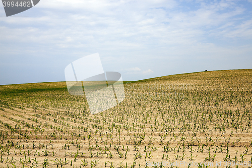 Image of Corn field, summer