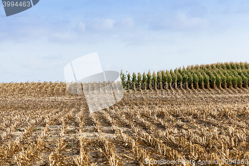 Image of harvested mature corn