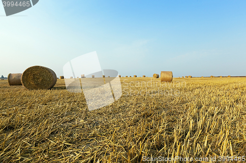 Image of stack of straw in the field