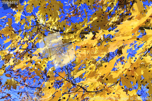 Image of yellow foliage, autumn