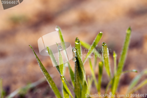 Image of young grass plants, close-up