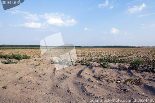 Image of Harvesting onion field