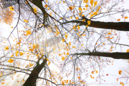 Image of Autumn Park, overcast