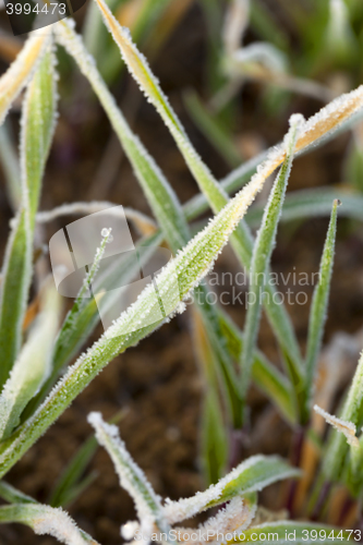 Image of young grass plants, close-up