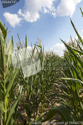 Image of corn field, agriculture