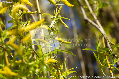 Image of willow trees in the spring