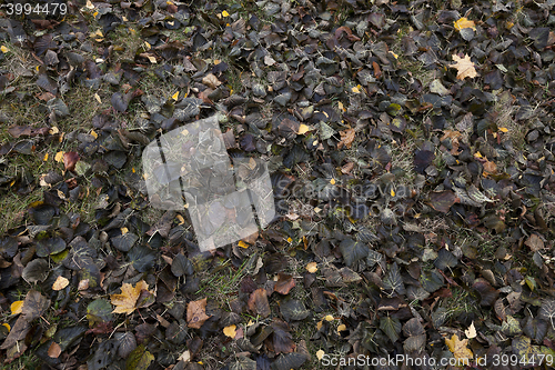 Image of Autumn Park, overcast