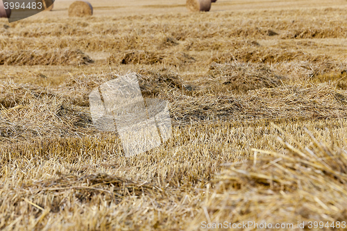 Image of cereal farming field