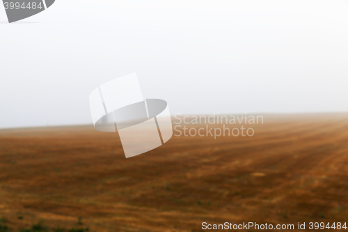 Image of tree in the field