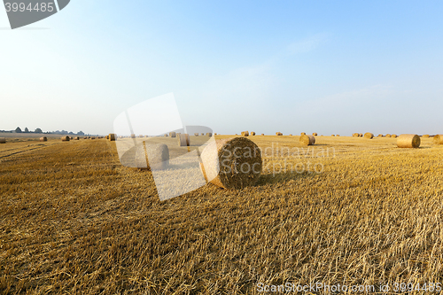 Image of haystacks in a field of straw