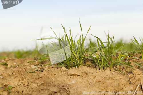 Image of young grass plants, close-up