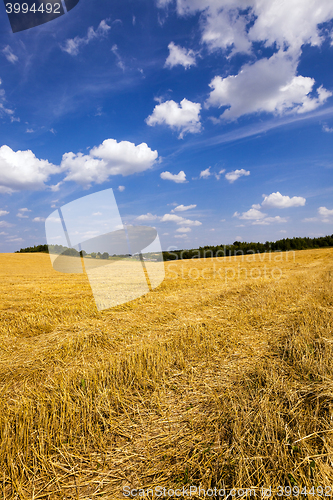 Image of slanted wheat , harvest