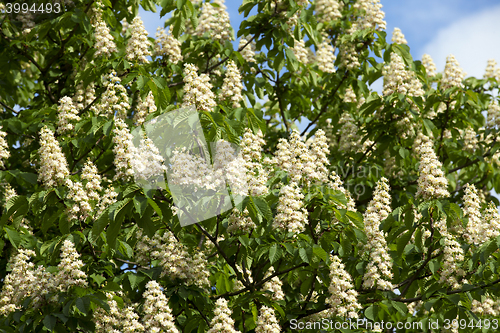 Image of blooming chestnut tree in the spring