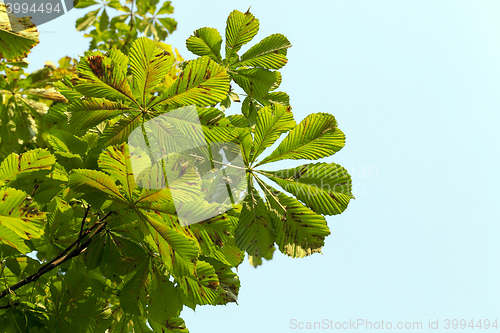 Image of yellowing leaves of chestnut