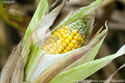 Image of ripe corn, autumn