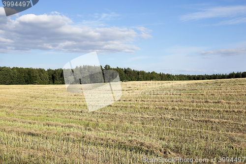 Image of harvesting of rape