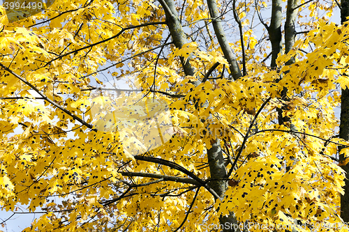 Image of yellowed maple leaves