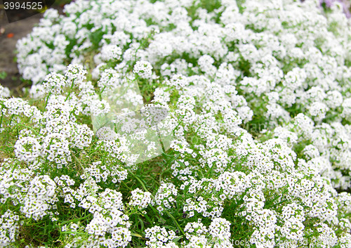 Image of white flowers background