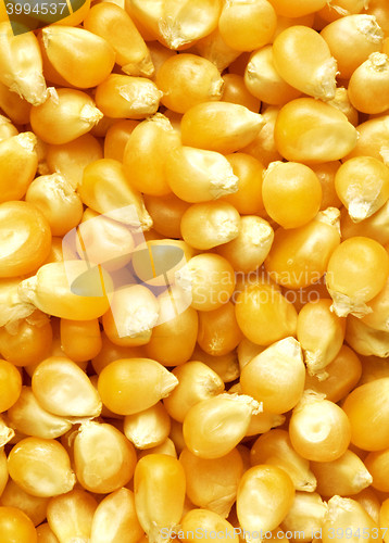 Image of corn texture