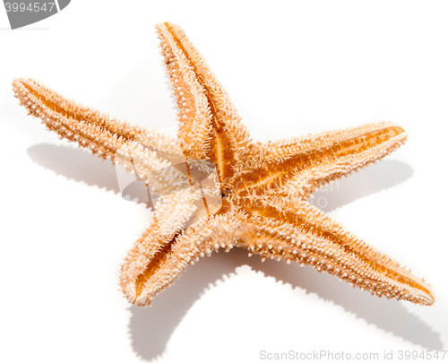 Image of Starfish from oceans