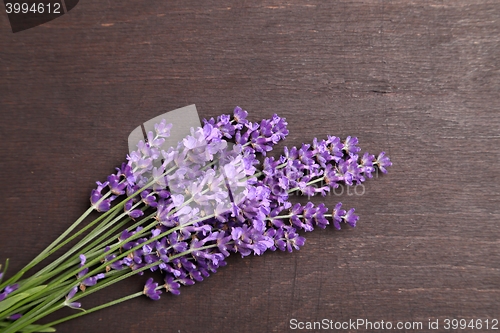 Image of Lavender.