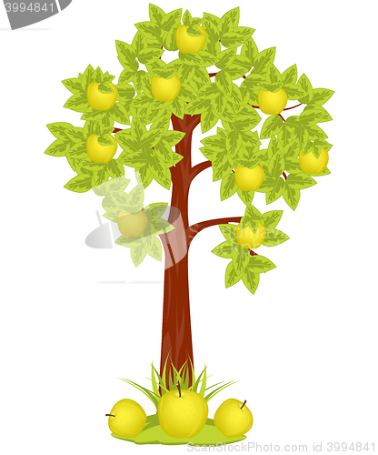 Image of Apple Tree