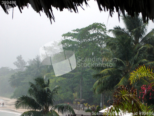 Image of Hurricane, resort, palms, forest