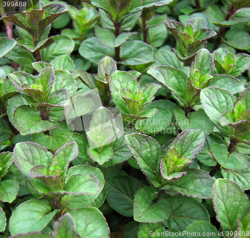 Image of Peppermint plant