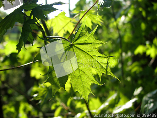 Image of Maple leaves