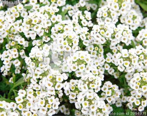 Image of white flowers close up