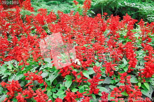Image of red flowers background