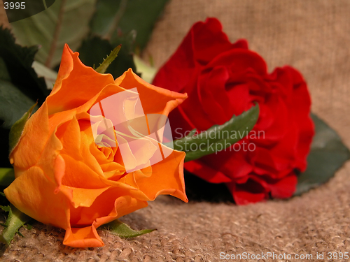 Image of roses