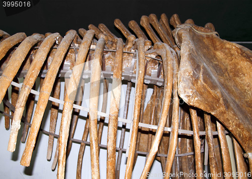 Image of Dinosaur skeleton