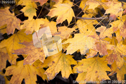 Image of Dry yellow leaves