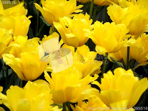 Image of Yellow tulips