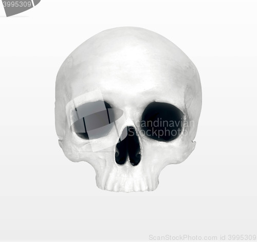 Image of close up of a skeleton on white background