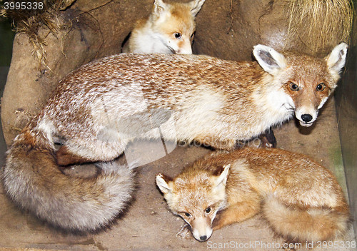 Image of Fox and her progeny