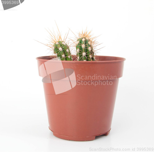 Image of Two Cactus with Thorns in a Pot