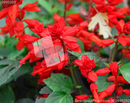 Image of Close-up of red flowers