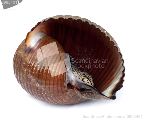 Image of Very large live sea snail (Tonna galea or giant tun)